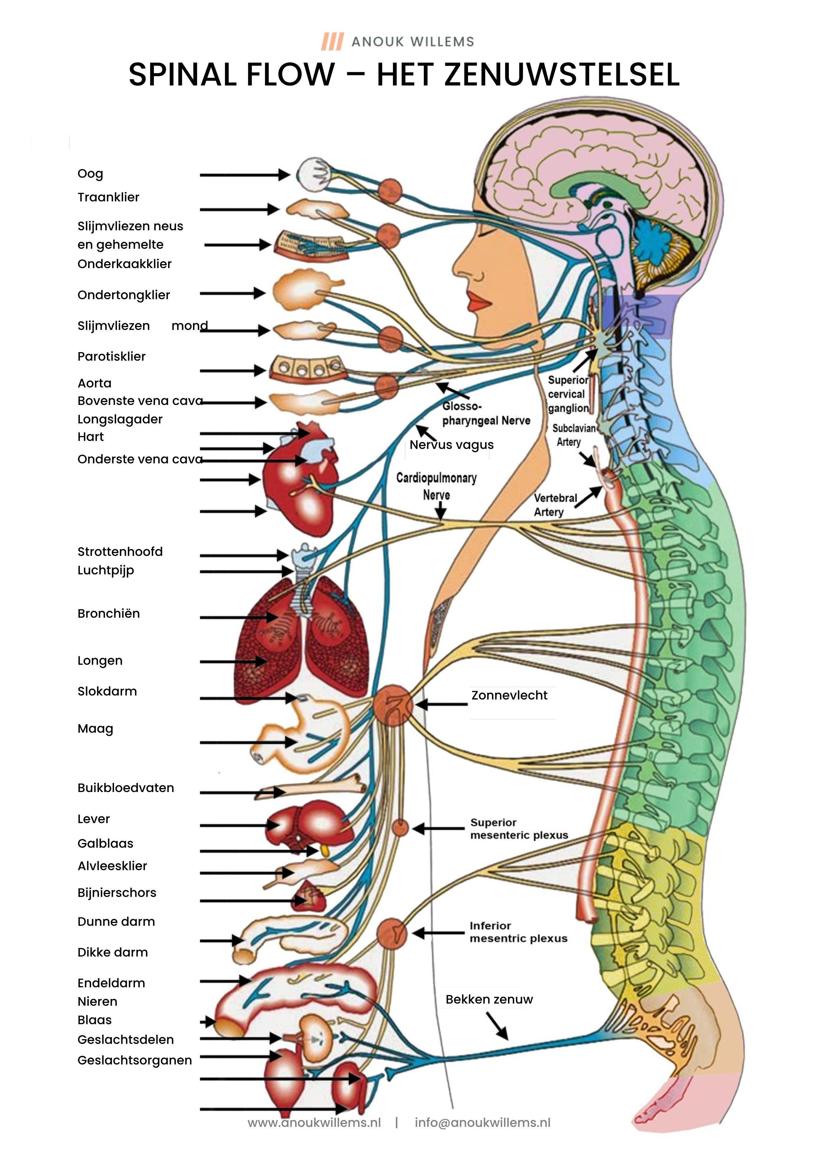 Spinal Flow het zenuwstelsel Anouk Willems