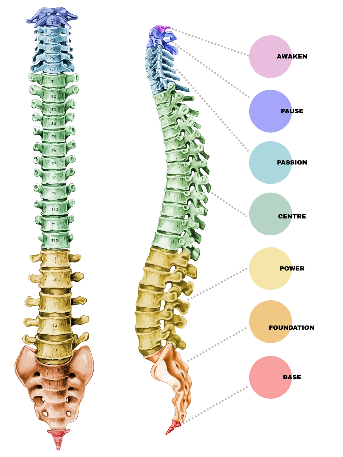 Spinal Flow spine